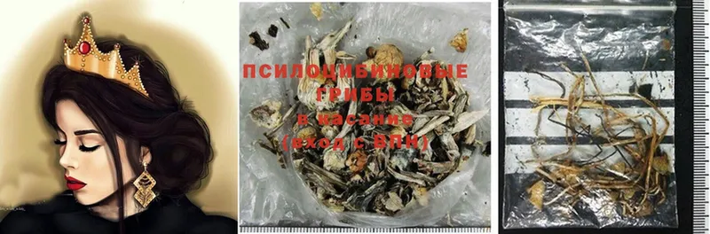 Галлюциногенные грибы Psilocybe  Красноуральск 